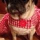 Pug or small dog Red Gingham Dress
