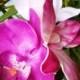 TROPICAL FLOWER CLIP-Hawaiian Orchids, Maui Pink, Purple, Plumeria, Hair Clip, Beach Bride, Fascinator, Headpiece, Wedding Hair Accessory