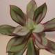 Succulent Plant. Echeveria Nodulosa. Beautifully variegated coloring.