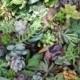 15 succulent CUTTINGS perfect for wall gardens wreath topiaries or bouquets Succulents echeverias succulent