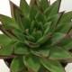 Succulent Plant Large Echeveria Lipstick Agavoides.  Beautiful star shaped rosette with deep red trimmed leaves.