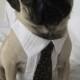 Custom Dog Dress Shirt and Tie Set - Small to Medium sized dogs
