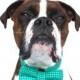 Dog Bow Tie, Green turquoise, Houndstooth Dog Bow