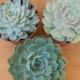 3 Succulent Rosettes Shape for  Winter Wedding Bouquets, Wedding Cake Toppers, Centerpieces