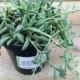 Succulent Plant. String of Bananas.  Senecio Radicans Glauca. Made for  hanging baskets and trailing bouquets.  Mature plant.