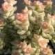 Succulent Plant. Crassula Tom Thumb. Adorable medium succulent.