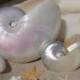 Pearl Finish Iridescent Natural Nautilus Shell for Collections, Weddings, Sea Shell Arts and Crafts