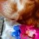 DOG FLOWER COLLAR - Pet Wedding, Pink Orchid. Blue Hydrangea, Stretch collar, Pet Flower, Dog Wedding, Pet Corsage, Dog flower clip, Dog Bow