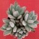 Succulent Plant. Pachyveria 'Powder Puff' Exotica