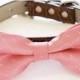 Blush Dog Bow Tie -Blush Bow tie attached  to Brown leather, Blush Wedding idea, Pet Wedding Accessory, Dog Birthday Accessory