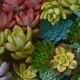 25 SUCCULENT CUTTINGS, rosettes, colorful, yellow, pink, purple, blue, green....