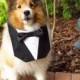Dog Tuxedo Basic Black Bow TIe Bandana Vest Wedding Tux