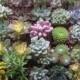 50 Succulents, QUALITY, Wedding Favors, Bouquets, Centerpieces, Boutonnieres, Living Wall Frames, Garden