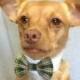 Green Plaid Pet Bow Tie with a  White Shirt Collar