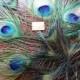 Peacock Feathers, 4 Medium Large 2in wide Eye Feathers, 6 Tip Feathers,Weddings, Prom. Shower, Center Pieces, Corsage, Bouquet, Ornaments