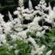 Bridal Veil White Astilbe plants ( false spirea ) ( 1 gallon )
