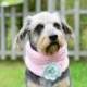 Dog neckwarmer with bow, wedding ellegance, hand crocheted, pet accessories, clothing, ellegant pet, pink mint