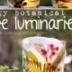 Diy Botanical Ice Luminaries