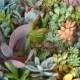 9 Succulents, Great Collection for Bouquets, Wedding Favors, Table Decor, Terrariums
