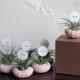 air plant party favors // place markers qty. 25