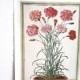 Carnations, watercolor of carnations, flower print vintage botanical pink and red bouquet frameable botanical art print vintage book
