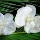 BRIDAL HAIR FLOWER, Hawaiian White Orchid, Tropical Hair Clip, Silk Flowers, Wedding Accessory, Flower Headpiece, Pearl Center,Beach Wedding