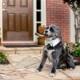 Seersucker Dog Bow Tie Collar- Shirt and Bow Tie Collar- Wedding Dog Bow Tie- CUSTOM