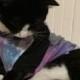 Pet Shirt_Galaxy_let you pet show their style with our galaxy raglan tee shirt