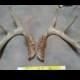 Lovely Matched Pair of Whitetail Deer Shed Antlers Set Lot No. 18432Y