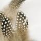 Black and White Spotted Guinea Hen Feathers (12 Feathers)(SMALL) DIY craft material for hats, headdresses, hair clips and headbands