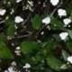 White Blooming Tahitian Bridal Veil Trailing Houseplant Starter Plant