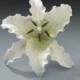 6 Stargazer Gum Paste Flower Lily for Weddings and Cake Decorating - Ships Insured!
