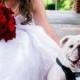 Dog Tuxedo Deluxe Wedding Bandana Vest Tux