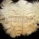 IVORY Ostrich Feather Drab.  Pristine D.I.Y. feathers for hats, fascinators, wedding centerpieces, bouquets and millinery (3 Feathers)