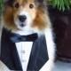Dog Tuxedo Deluxe Wedding Bandana Vest Photo Op