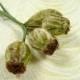 Velvet Millinery Buds Nuts Bunch of Three with Leaves Sage Green Brown for Hats Corsage Hair Clips Crafts