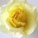 Flirty Yellow Dewdrop Silk Flower Rose Hair Clip