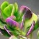 Succulent Plant. Senecio Jacobsenii. This plant has exquisite coloring. Deep green leaves that shade to pale lilac and purple seasonally.