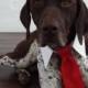 Red Tie for Cats and Dogs - Preppy Pup Couture