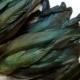 Black Iridescent Emerald Rooster Coque Feathers (4-6 inches long)(12 Feathers) DIY craft material for millinery, masks and hair fascinators