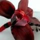 Mens wedding boutonnieres Red black orchid Boutonniere Grooms Groomsmen accessories