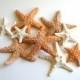 Edible Starfish / Edible Echinoderms / Edible Sea Stars - 16 - Cake Decoration Or Stand Alone Decorative Sweet