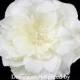Ivory Bridal Flower Hair Clip, Wedding Hair Accessory, Fascinator - Crystal Fireworks Audrina Hair Flower