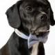 Blue Seersucker Bowtie Dog Collar