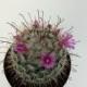Cactus Plant. Silken Pincushion Cactus. A spiney and fuzzy catus!