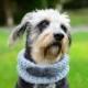 Dog grey neckwarmer with bow, hand crocheted, pet accessories, clothing, ellegant pet