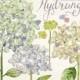 Watercolor hydrangea, hand painted hydrangea, wedding flowers, floral bouquet, png clip art, invite, diy invitation, party stationery