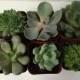 Succulent Plants. Assortment of 70 Gorgeous Echeveria Succulents. Wonderful grouping for weddings and shower favors.