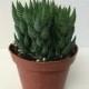 Succulent Plant. African Pearls or Hawthoria Reinwardtii. Dark green columnar, branching rosette with raised white "pearls"
