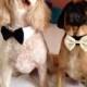 More Colors Available- Dog bow tie collar, dog tuxedo collar, dog bowtie, dog formal collar, pet bow tie, pet / dog wedding bow tie
